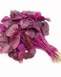 Rau Rền Sạch – Tươi Ngon, An Toàn