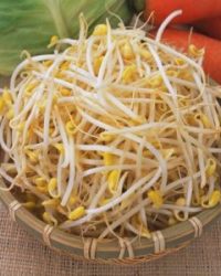 Giá đỗ tươi sạch – Giòn ngon, đảm bảo an toàn