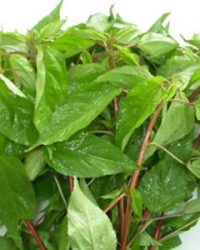 Rau Đay Tươi Xanh – Bổ Dưỡng Sức Khỏe