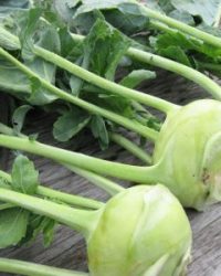 Su Hào Sạch – Tươi Ngon Mỗi Ngày