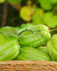 Su Su Tươi Khỏe – Thanh Mát Mỗi Bữa Ăn